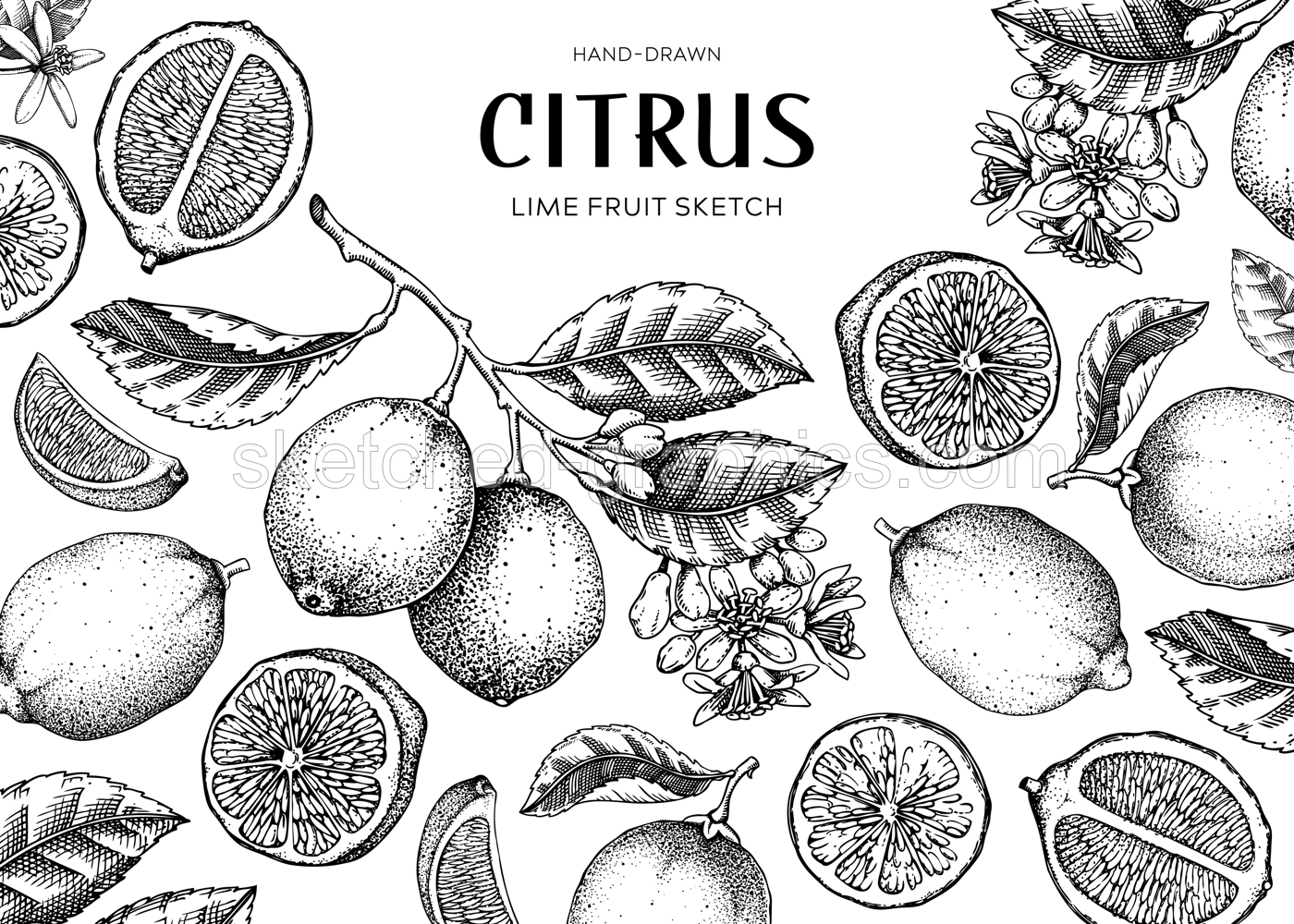 Lime fruit frame. Exotic plants design template. Citrus fruit sketches. Summer background. Hand drawn vector illustration. NOT AI generated Illustration